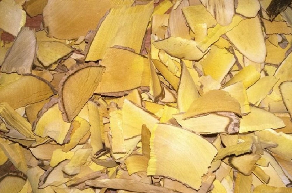 cây mật nhân cây bách bệnh tốt cho sinh lý nam y duoc thai nguyen