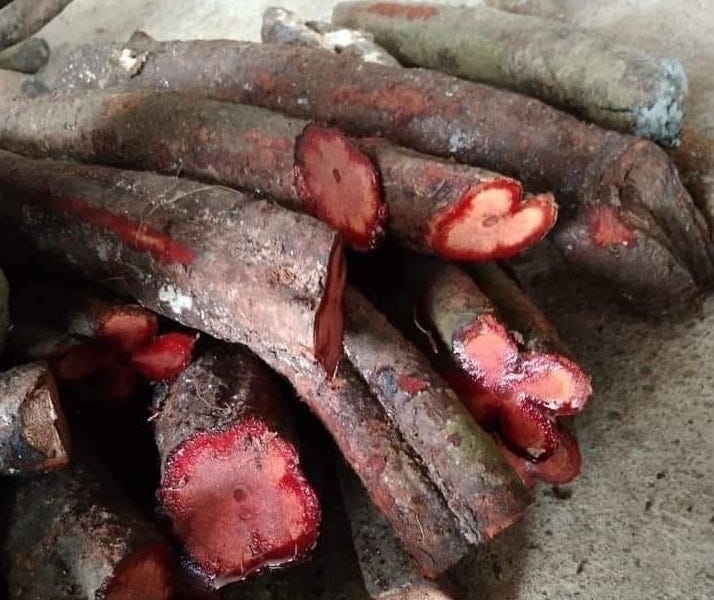 cây máu chó chữa bệnh ghẻ bệnh hủi y duoc thai nguyen