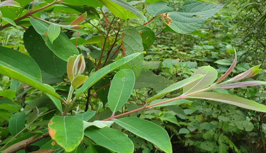 cây thành ngạnh làm thuốc bổ tiêu hóa y duoc thai nguyen