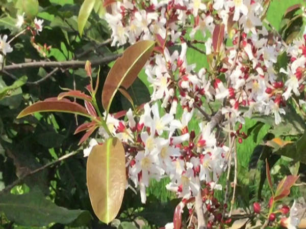 cây thành ngạnh làm thuốc bổ tiêu hóa y duoc thai nguyen