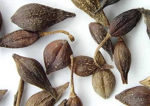 liên kiều chữa bệnh y duoc thai nguyen