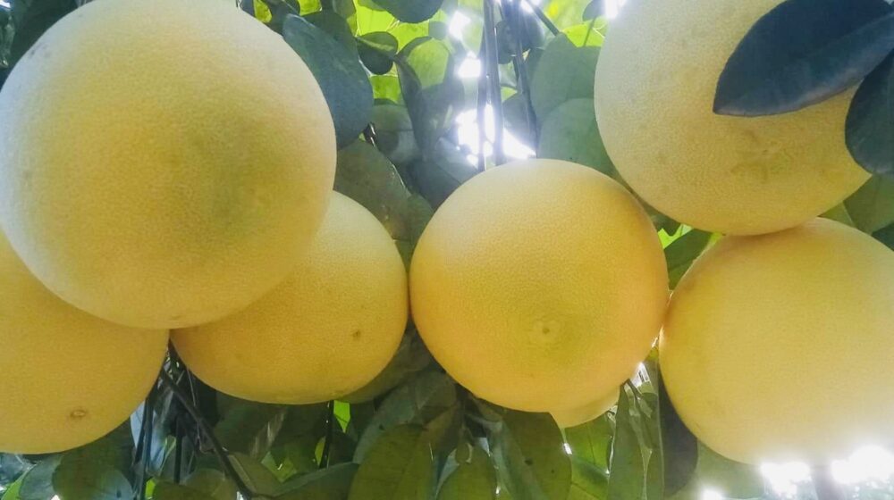 loại quả giảm ho long đờm y duoc thai nguyen