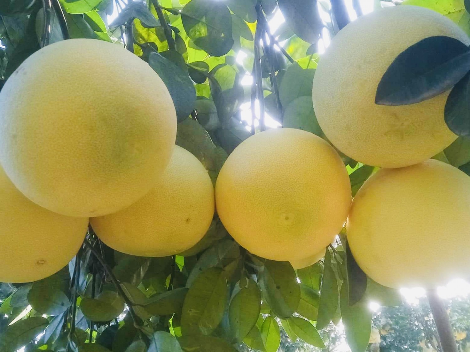 loại quả giảm ho long đờm y duoc thai nguyen