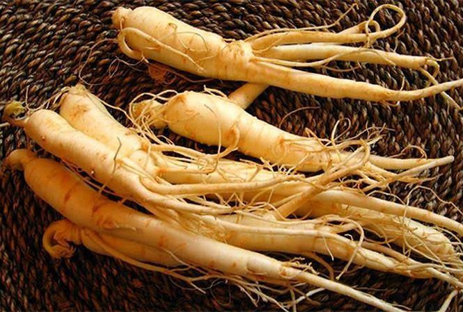 nhân sâm tăng cường sinh lý nữ y duoc thai nguyen