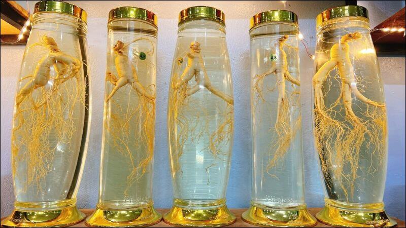 nhân sâm tăng cường sinh lý nữ y duoc thai nguyen