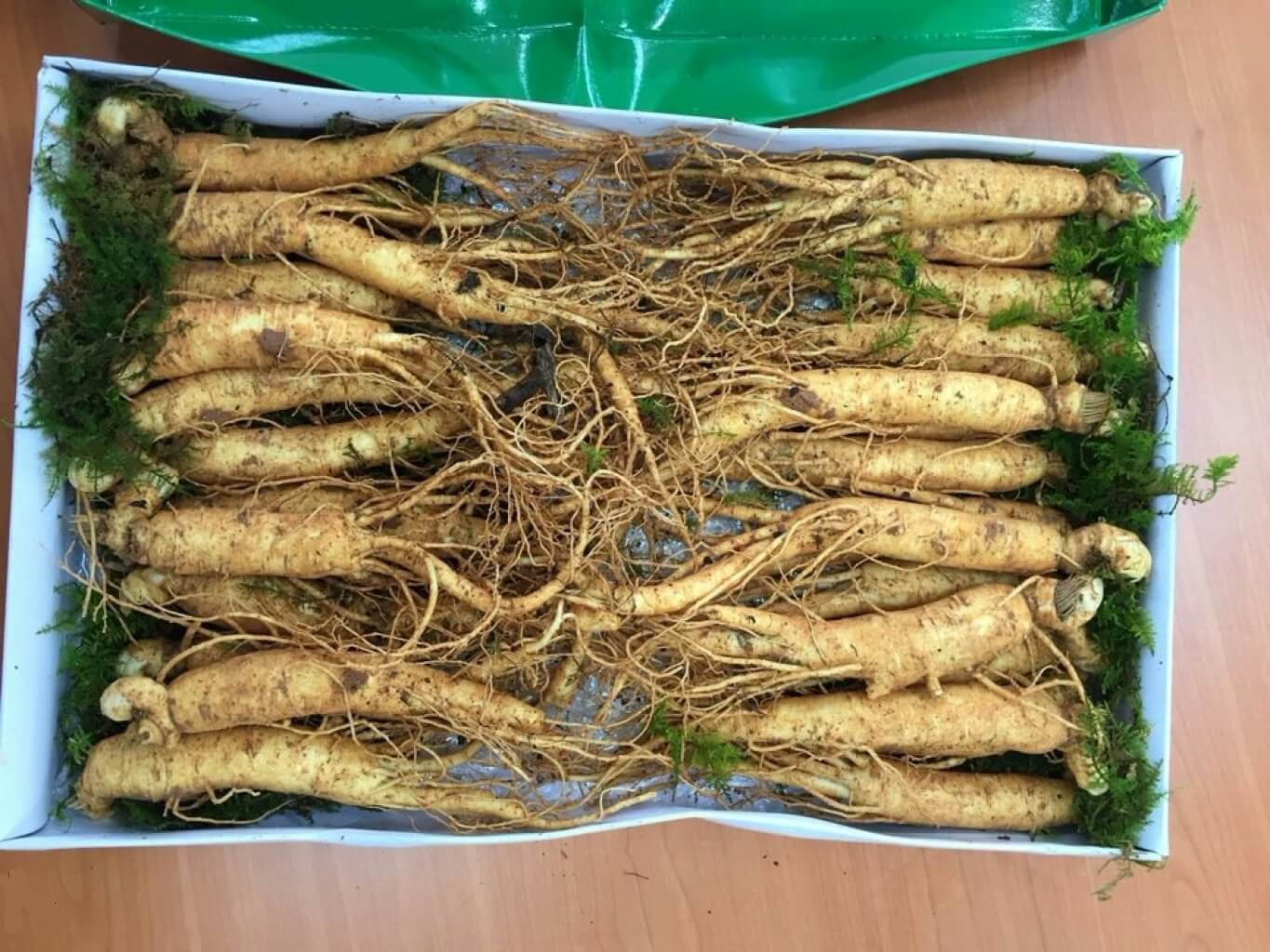 nhân sâm tăng cường sinh lý nữ y duoc thai nguyen