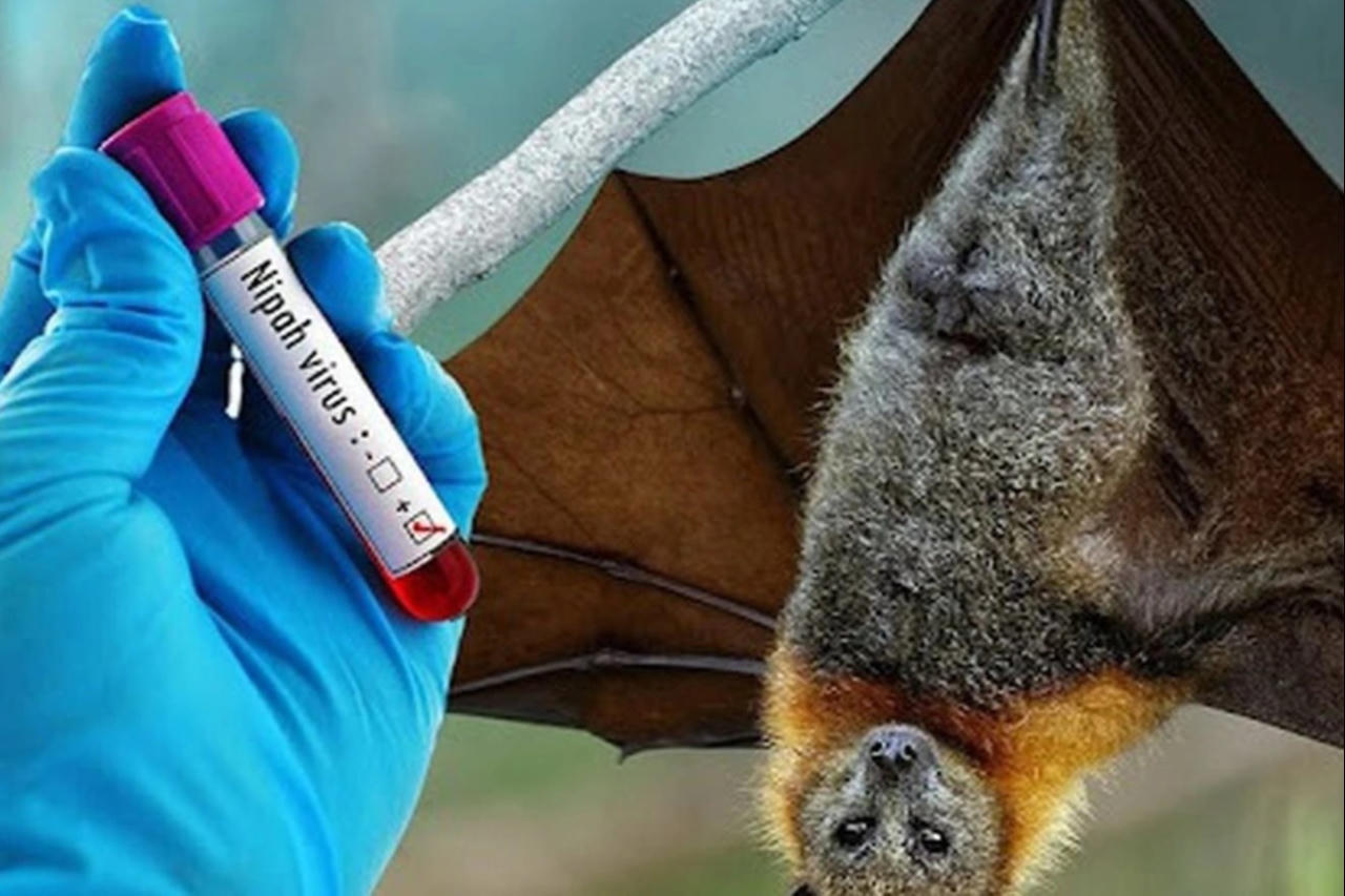 sự thật virus Nipah y duoc thai nguyen