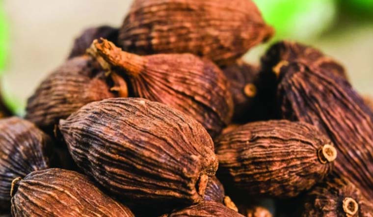 thảo quả làm thuốc chữa bệnh y duoc thai nguyen