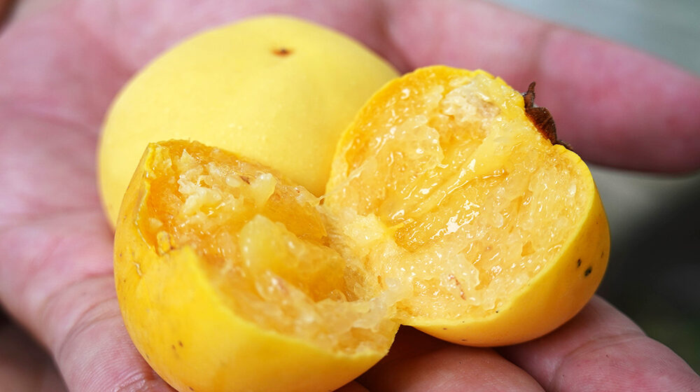 thị làm thuốc y duoc thai nguyen