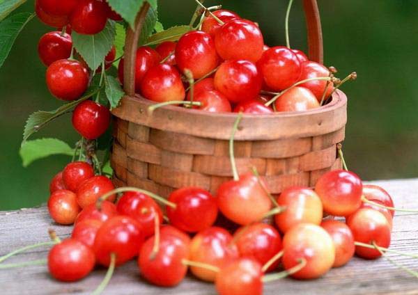 thực phẩm giàu vitamin C hơn bưởi y duoc thai nguyen