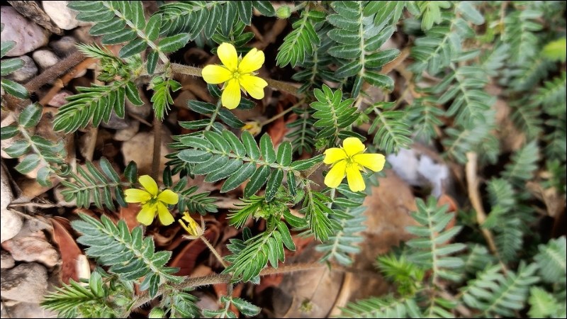 bạch tật lê chữa yếu sinh lý nam y duoc thai nguyen