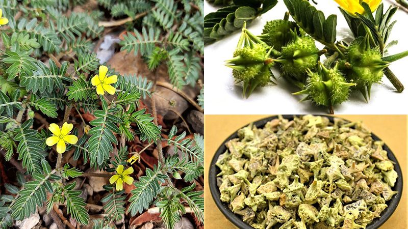 bạch tật lê tăng cường sinh lý nam y duoc thai nguyen