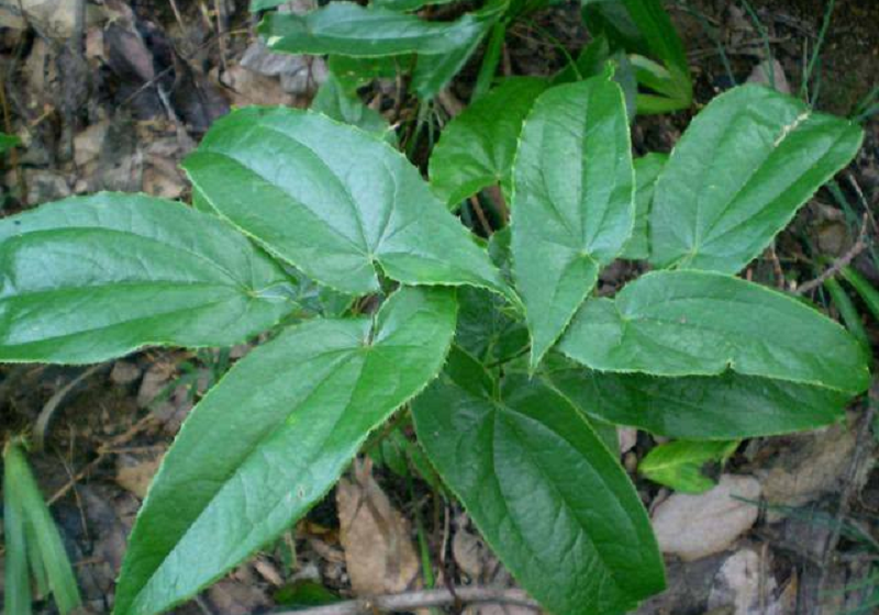 dâm dương hoắc bổ thận tốt chuyện ấy y duoc thai nguyen