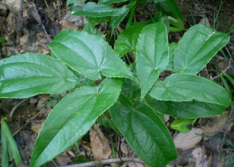 dâm dương hoắc bổ thận tốt chuyện ấy y duoc thai nguyen