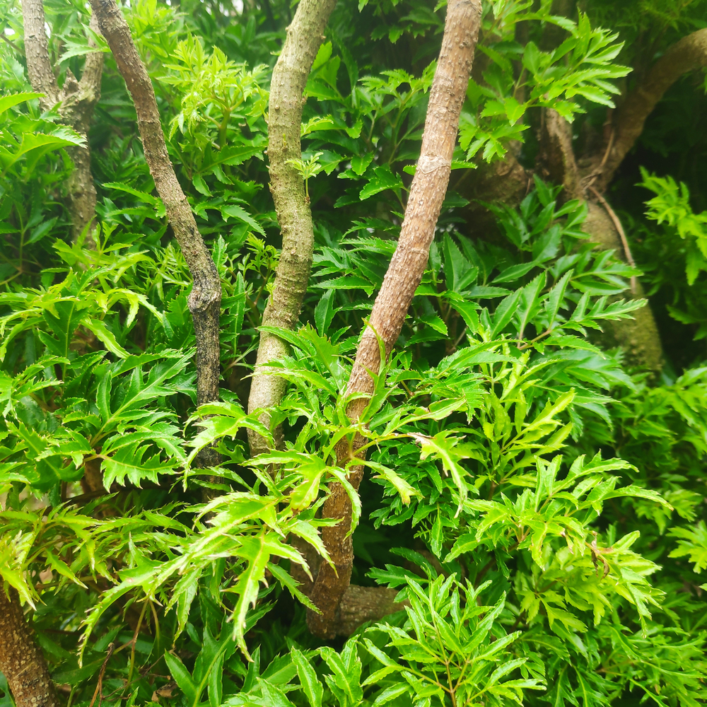 đinh lăng tăng cường sinh lý nữ y duoc thai nguyen