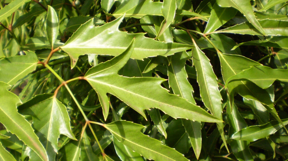 đinh lăng tăng cường sinh lý nữ y duoc thai nguyen