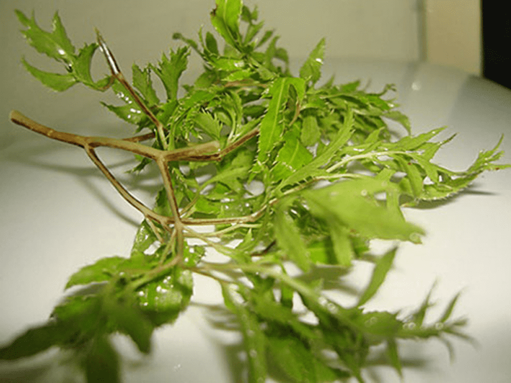 đinh lăng tăng cường sinh lý nữ y duoc thai nguyen