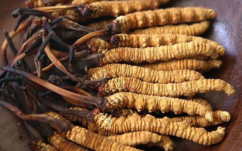 đông trùng hạ thảo tốt sinh lý nam y duoc thai nguyen