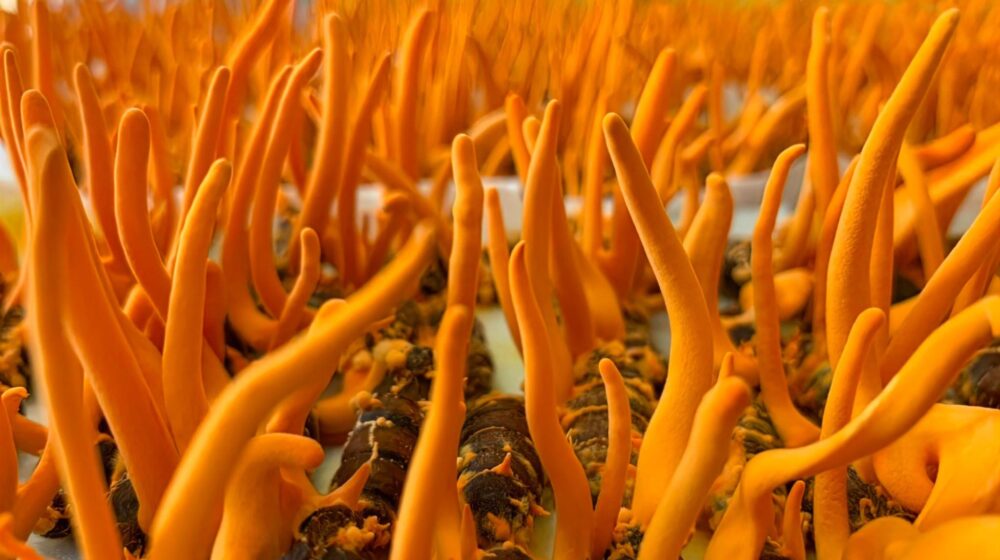 đông trùng hạ thảo tốt sinh lý nam y duoc thai nguyen