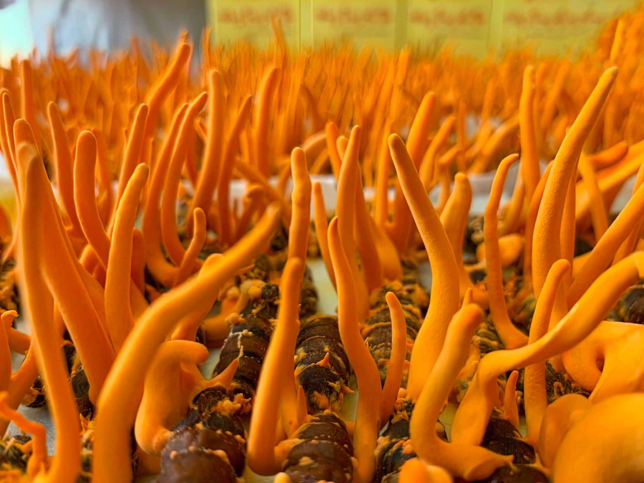 đông trùng hạ thảo tốt sinh lý nam y duoc thai nguyen