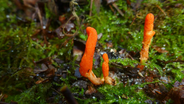 đông trùng hạ thảo tốt sinh lý nam y duoc thai nguyen