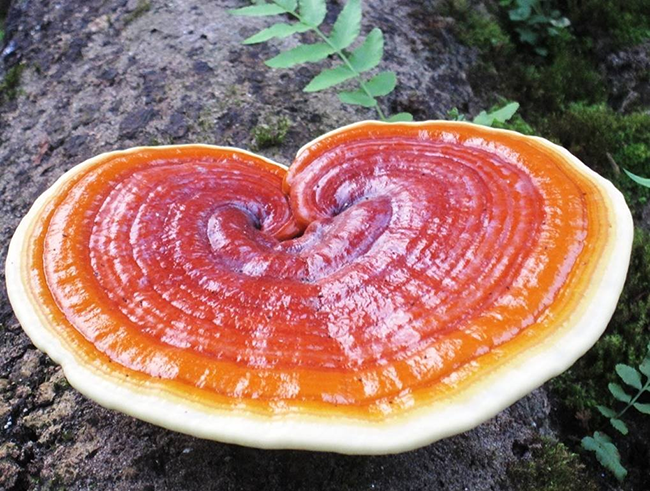 nấm linh chi cải thiện sinh lý nam y duoc thai nguyen