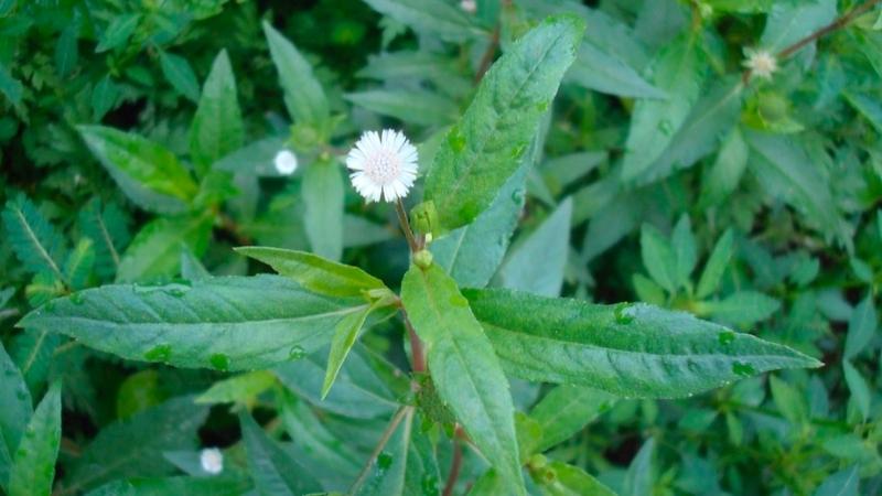 nhọ nồi hỗ trợ sinh lý y duoc thai nguyen