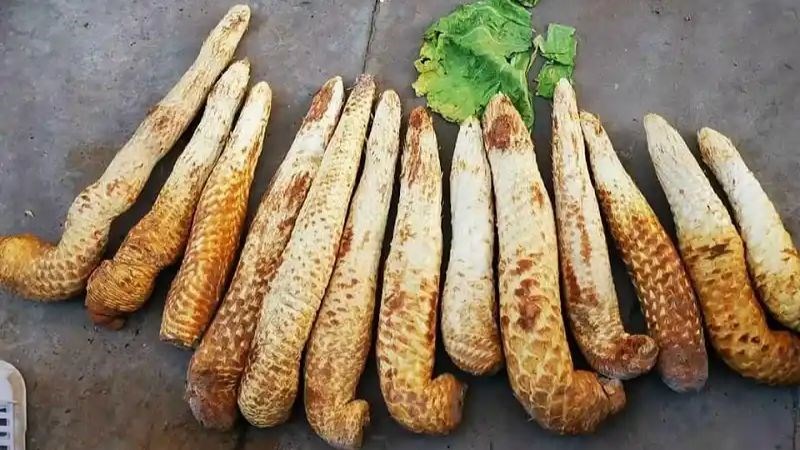 nhục thung dung chữa yếu sinh lý nam y duoc thai nguyen