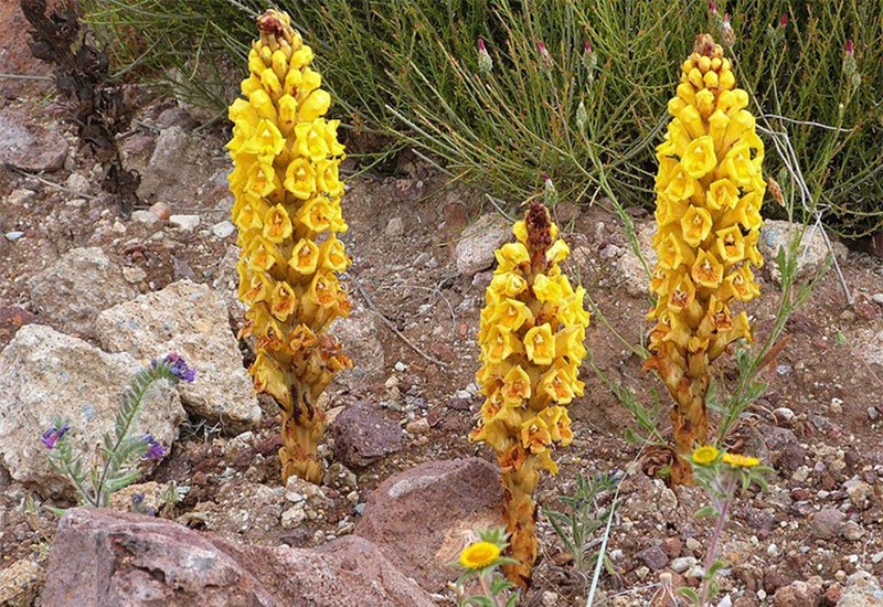 nhục thung dung chữa yếu sinh lý nam y duoc thai nguyen