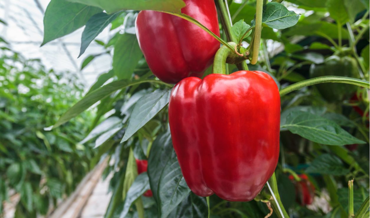 thực phẩm tăng cường miễn dịch tốt hơn cam y duoc thai nguyen