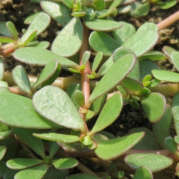 ăn rau sam giảm bệnh gút y duoc thai nguyen