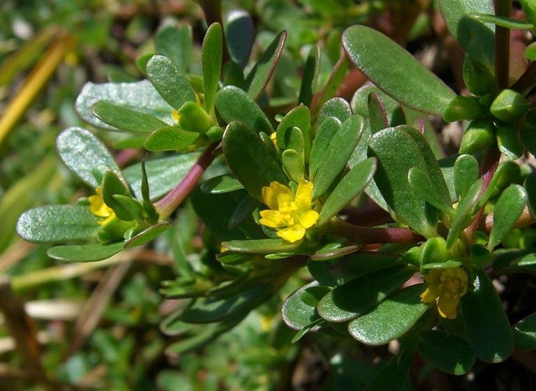 ăn rau sam giảm bệnh gút y duoc thai nguyen