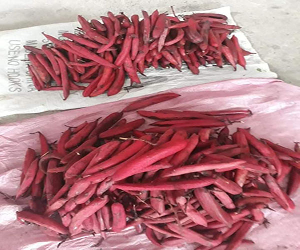 cây bòi vịt tăng cường sinh lý y duoc thai nguyen