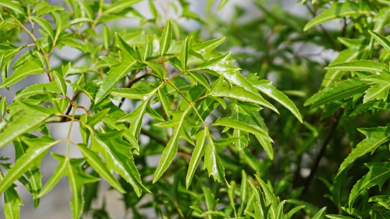 đinh lăng chữa yếu sinh lý nam y duoc thai nguyen