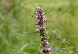 ích mẫu tốt cho phụ nữ y duoc thai nguyen