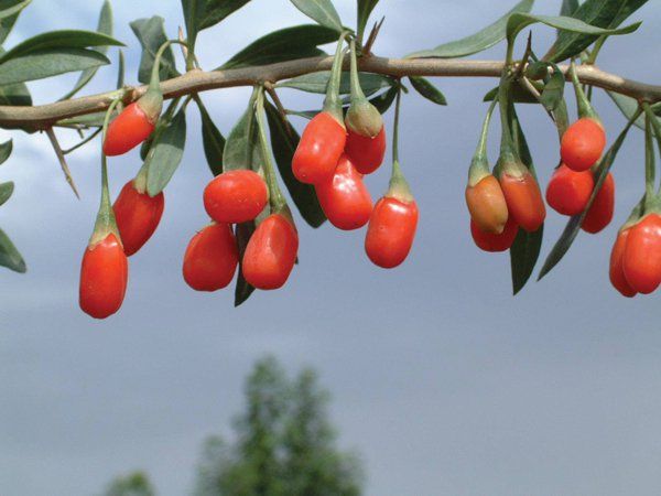 kỷ tử bổ thận tốt sinh lý y duoc thai nguyen