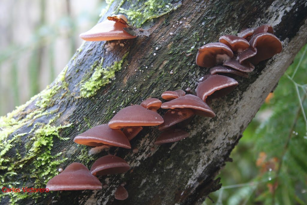 mộc nhĩ rừng giàu kali gấp 12 lần chuối y duoc thai nguyen