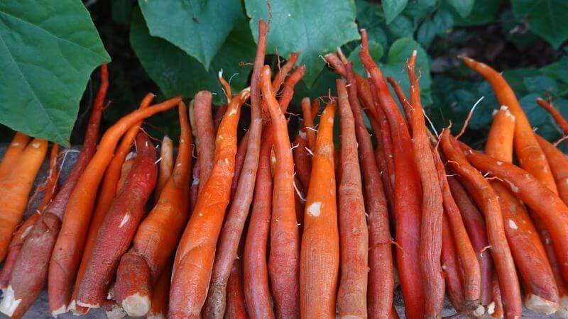 sâm cau tốt cho phái mạnh y duoc thai nguyen