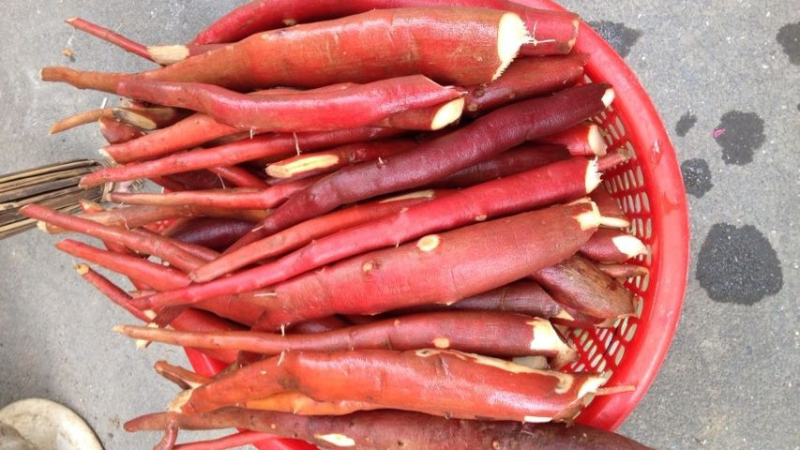 sâm cau tốt cho phái mạnh y duoc thai nguyen