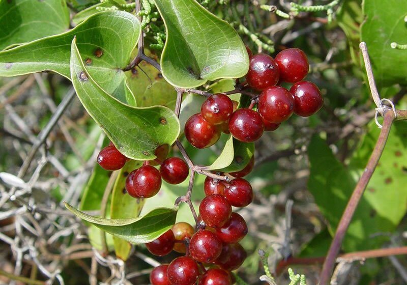 thổ phục linh tăng cường sinh lý nữ y duoc thai nguyen