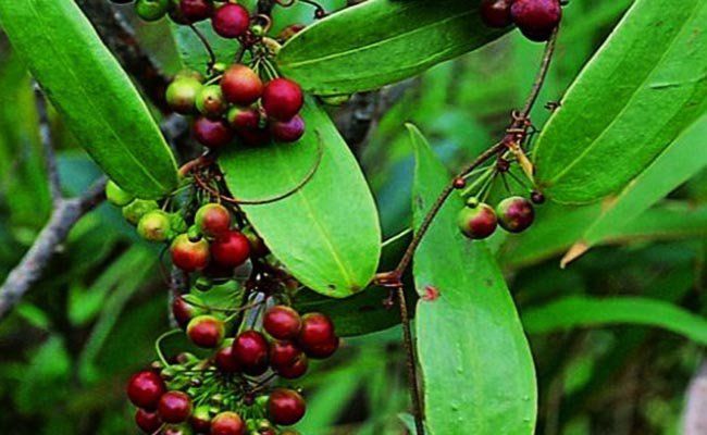 thổ phục linh tăng cường sinh lý nữ y duoc thai nguyen