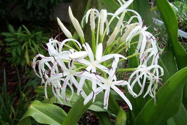 trinh nữ hoàng cung tốt sinh lý nữ y duoc thai nguyen