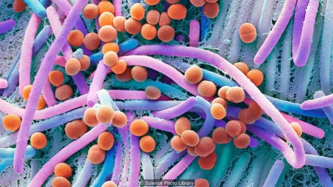 vi khuẩn ẩn  trong ruột phát hiện sớm ung thư y duoc thai nguyen