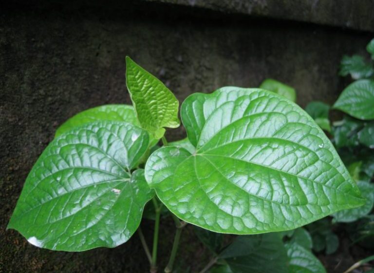 lá lốt tốt cho sinh lý nam y duoc thai nguyen