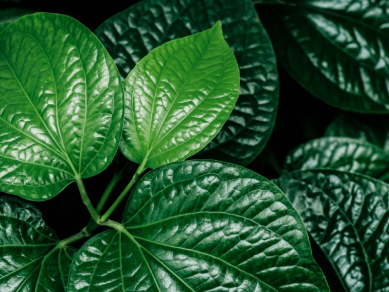 lá lốt tốt cho sinh lý nam y duoc thai nguyen