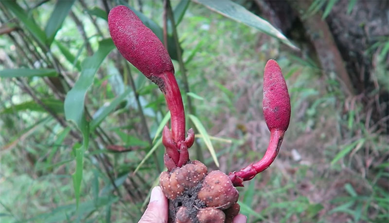 nấm ngọc cẩu bổ thận tráng dương y duoc thai nguyen