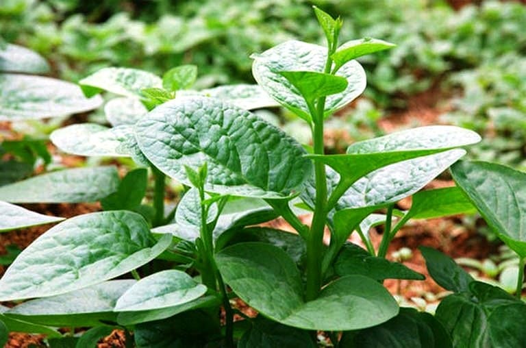 rau mồng tơi chữa bệnh y duoc thai nguyen