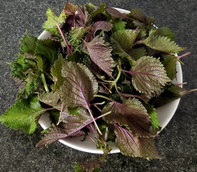 rau tía tô chữa bệnh y duoc thai nguyen