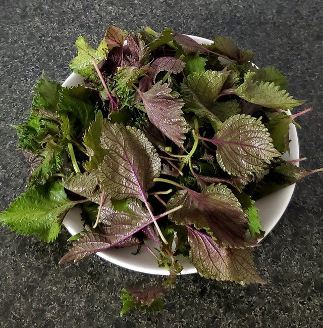 rau tía tô chữa bệnh y duoc thai nguyen