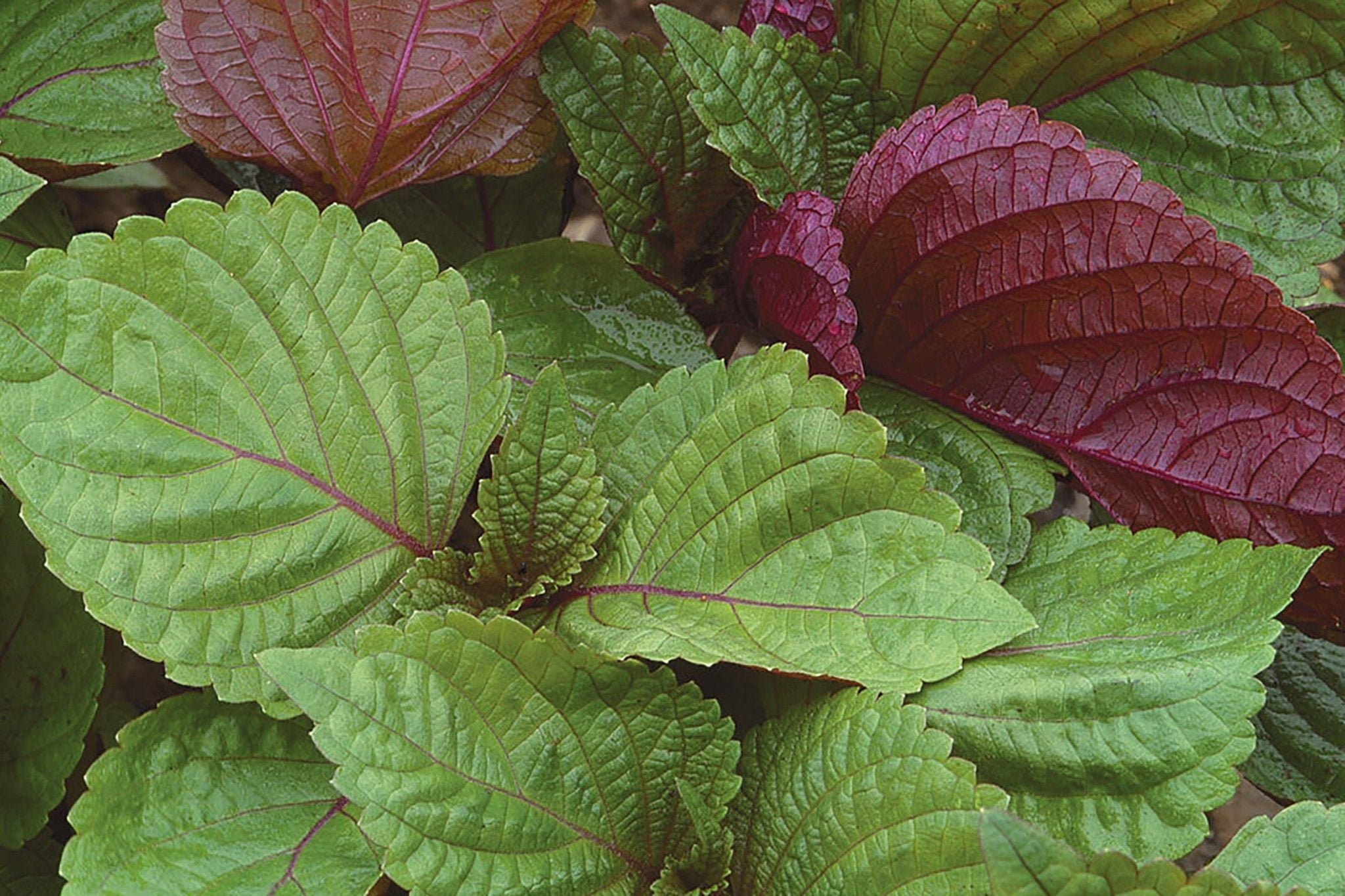 rau tía tô chữa bệnh y duoc thai nguyen